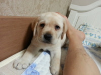 테라(TERA) 인벤 : 우리집 멍뭉이 - 테라 인벤 자유게시판 테라(TERA) 인벤 : 우리집 멍뭉이