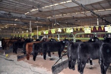 웹진 인벤 : 봉제인형 같은 소 - 오픈이슈갤러리 웹진 인벤 : 봉제인형 같은 소