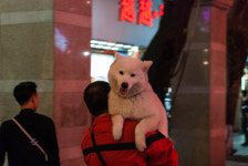 리그오브레전드 인벤 : 개팔자 - LOL 인벤 자유 주제 게시판 리그오브레전드 인벤 : 개팔자