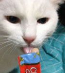 리그오브레전드 인벤 : 달타냥에게 고양이 마약간식을 주자 - LOL 인벤 자유 주제 게시판 리그오브레전드 인벤 : 달타냥에게 고양이 마약간식을... 