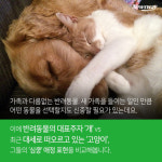 웹진 인벤 : 개 vs 고양이 심쿵 매력 대결 - 오픈이슈갤러리 웹진 인벤 : 개 vs 고양이 심쿵 매력 대결