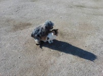 웹진 인벤 : 강아지 + 고양이 - 오픈이슈갤러리 웹진 인벤 : 강아지 + 고양이