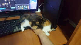 (스압)안녕하세요 길냥이에게 간택받아 집사가 되었습니다.(스압) - 인벤... 인벤 : (스압)안녕하세요 길냥이에게 간택받아 집사가 되었습니다.(스압)