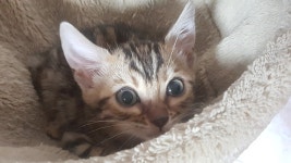 웹진 인벤 : 우리 개똥이 - 인벤 애완동물 소모임 웹진 인벤 : 우리 개똥이