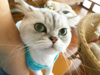 검은사막 인벤 : 소담향은 냐옹~냐옹해~ - 검은사막 인벤 자유게시판 검은사막 인벤 : 소담향은 냐옹~냐옹해~