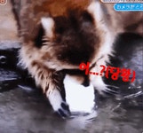 솜사탕을 씻어먹는 너구리 | 오버워치2 인벤
