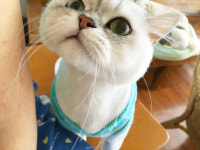 검은사막 인벤 : 소담향은 냐옹~냐옹해~ - 검은사막 인벤 자유게시판 검은사막 인벤 : 소담향은 냐옹~냐옹해~