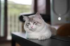 검은사막 인벤 : 집에서 뒹굴뒤ㅇ굴 - 검은사막 인벤 자유게시판 검은사막 인벤 : 집에서 뒹굴뒤ㅇ굴