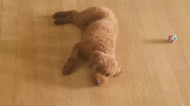 리그오브레전드 인벤 : 우리집 멍뭉이 귀엽지 않냐 - LOL 인벤 서브컬쳐 게시판 리그오브레전드 인벤 : 우리집 멍뭉이 귀엽지 않냐