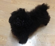 리그오브레전드 인벤 : 문제) 강아지의 몸무게는? - LOL 인벤 자유 주제 게시판 리그오브레전드 인벤 : 문제) 강아지의 몸무게는?