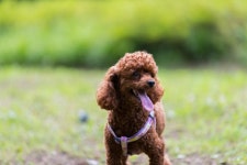 월드오브탱크 인벤 : 첫째 - 월드오브탱크 인벤 자유게시판 월드오브탱크 인벤 : 첫째