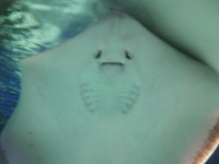 검은사막 인벤 : 그럼저도 자랑 - 검은사막 인벤 자유게시판 검은사막 인벤 : 그럼저도 자랑