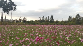 디아블로3 인벤 : 코스모스 한들 한들 피어 있는 길 - 디아블로3 인벤 자유게시판 디아블로3 인벤 : 코스모스 한들 한들 피어 있는 길