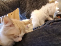 리그오브레전드 인벤 : 개보다 고양이다! - LOL 인벤 자유 주제 게시판 리그오브레전드 인벤 : 개보다 고양이다!