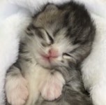 리그오브레전드 인벤 : 냥이 짱기여양 - LOL 인벤 자유 주제 게시판 리그오브레전드 인벤 : 냥이 짱기여양