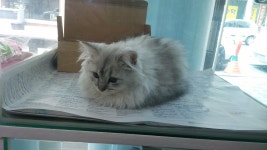 리그오브레전드 인벤 : 우리냥이 제일 이쁜사진인듯 - LOL 인벤 서브컬쳐 게시판 리그오브레전드 인벤 : 우리냥이 제일 이쁜사진인듯