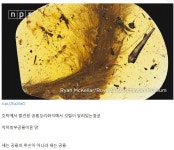 피파온라인3 인벤 : 공룡은 파충류가 아닌 조류라는 설도 생긴듯.... - 피파 온라인3 인벤 자유게시판 피파온라인3 인벤 : 공룡은 파충류가 아닌... 