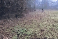 파이널판타지14 인벤 : 멍멍아 물어 !!! - 파이널판타지14 인벤 자유 게시판 파이널판타지14 인벤 : 멍멍아 물어 !!!