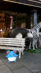 포켓몬 GO 인벤 : 미아린 - 포켓몬GO 인벤 인증 자랑 게시판 포켓몬 GO 인벤 : 미아린
