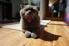 월드 오브 워크래프트 인벤 : 네오캣 인장 이미지 - 와우 인벤 이미지링크 게시판 월드 오브 워크래프트 인벤 : 네오캣 인장 이미지