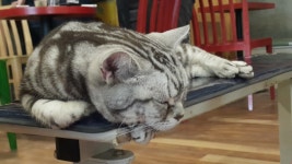 리그오브레전드 인벤 : 탑에코에 대한 근황 - LOL 인벤 탑 게시판 리그오브레전드 인벤 : 탑에코에 대한 근황