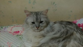 리그오브레전드 인벤 : 울집냥이는 왜 자꾸 내침대서 자냐 - LOL 인벤 서브컬쳐 게시판 리그오브레전드 인벤 : 울집냥이는 왜 자꾸  내침대서 자냐