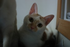 웹진 인벤 : 길냥이 구조 글 올린 사람입니다 - 오픈이슈갤러리 - 인벤 웹진 인벤 : 길냥이 구조 글 올린 사람입니다