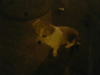 오버워치 인벤 : 떠돌이 개 - 오버워치 인벤 자유게시판 오버워치 인벤 : 떠돌이 개