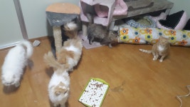 오버워치 인벤 : 너는 없냐 고양이? 나는 있다 고양이 - 오버워치 인벤 자유게시판 오버워치 인벤 : 너는 없냐 고양이? 나는 있다 고양이