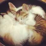 웹진 인벤 : 일본에서 고양이를 산 채로 냄비에 넣고... - 오픈이슈갤러리 - 인벤 웹진 인벤 : 일본에서 고양이를 산 채로 냄비에 넣고...