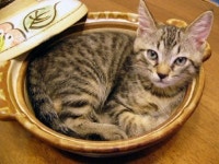 웹진 인벤 : 일본에서 고양이를 산 채로 냄비에 넣고... - 오픈이슈갤러리 - 인벤 웹진 인벤 : 일본에서 고양이를 산 채로 냄비에 넣고...