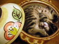 웹진 인벤 : 일본에서 고양이를 산 채로 냄비에 넣고... - 오픈이슈갤러리 - 인벤 웹진 인벤 : 일본에서 고양이를 산 채로 냄비에 넣고...