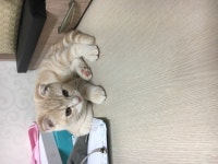 하스스톤 인벤 : 우리집 야옹이 구경하쉴? - 하스스톤 인벤 자유게시판 하스스톤 인벤 : 우리집 야옹이 구경하쉴?