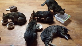 오버워치 인벤 : 길냥이 다 키워놨더니 분가를 안한다 - 오버워치 인벤 자유게시판 오버워치 인벤 : 길냥이 다 키워놨더니 분가를 안한다