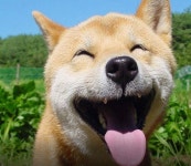 피파온라인3 인벤 : 방긋웃개 - 피파 온라인3 인벤 자유게시판 피파온라인3 인벤 : 방긋웃개