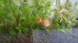 월드 오브 워크래프트 인벤 : 물생활 해보세요 - 인벤 최근 논란중인 이야기 월드 오브 워크래프트 인벤 : 물생활 해보세요