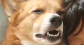 오버워치 인벤 : 댕댕이 자는것봐ㅋㅋㄱ - 오버워치 인벤 자유게시판 오버워치 인벤 : 댕댕이 자는것봐ㅋㅋㄱ