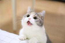 모바일게임 인벤 : 디소체 진화시키신분 +_+?! - 모바일게임어플 모바일게임 인벤 : 디소체 진화시키신분 +_+?!