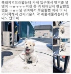 피파온라인3 인벤 : 생후 1개월 반 멍뭉이 - 피파 온라인3 인벤 자유게시판 피파온라인3 인벤 : 생후 1개월 반 멍뭉이