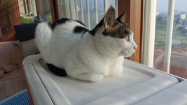 오버워치 인벤 : 두번쩨냥 순이 - 오버워치 인벤 자유게시판 오버워치 인벤 : 두번쩨냥 순이