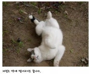 고양이 농장 - 오픈이슈갤러리 - 인벤 웹진 인벤 : 고양이 농장