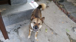 29일 집나간 개 두마리에 대하여 연락받습니다 - 오픈이슈갤러리 - 인벤 웹진 인벤 : 29일 집나간 개 두마리에 대하여 연락받습니다