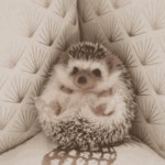 사기딜교 카밀로 공략 - 블랙서바이벌 인벤 공략 게시판 블랙서바이벌 인벤 : 초중후반 사시사철 강력해요! 사기딜교 카밀로 공략