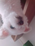 오버워치 인벤 : 댕댕이나 봐야징 - 오버워치 인벤 자유게시판 오버워치 인벤 : 댕댕이나 봐야징