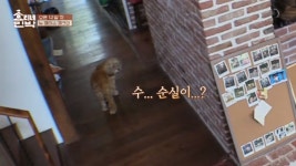 피파온라인3 인벤 : 효리네민박 공격당한 순심이 - 피파 온라인3 인벤 자유게시판 피파온라인3 인벤 : 효리네민박 공격당한 순심이