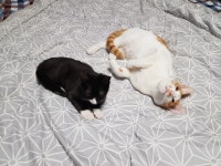 오버워치 인벤 : 커여웡 - 오버워치 인벤 자유게시판 오버워치 인벤 : 커여웡