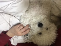 아키에이지 인벤 : 동 서대 차이점 - 아키에이지 인벤 오키드나 게시판