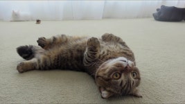 검은사막 인벤 : 솔까 기계식키보드는 덱헤슘vs레오폴드지 - 검은사막 인벤 자유게시판