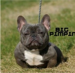 디아블로3 인벤 : 개장수 애인님?^^ - 디아블로3 인벤 자유게시판