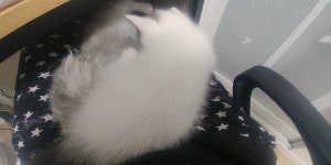 천애명월도 인벤 : 부럽냥 - 천애명월도 인벤 전체 게시판